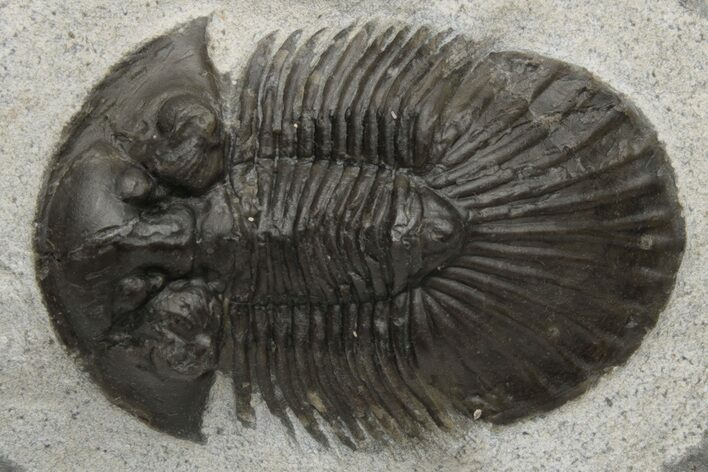 Scabriscutellum Trilobite - Morocco #229745